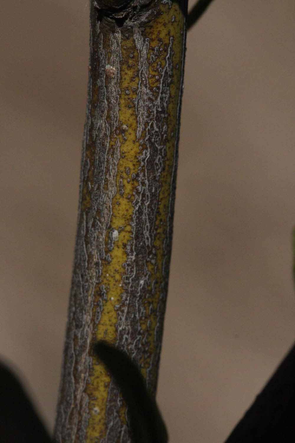              Second - third year twig (Riverside, CA)       